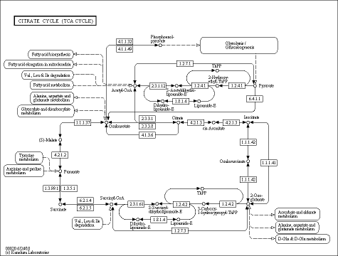 Cell Cycle