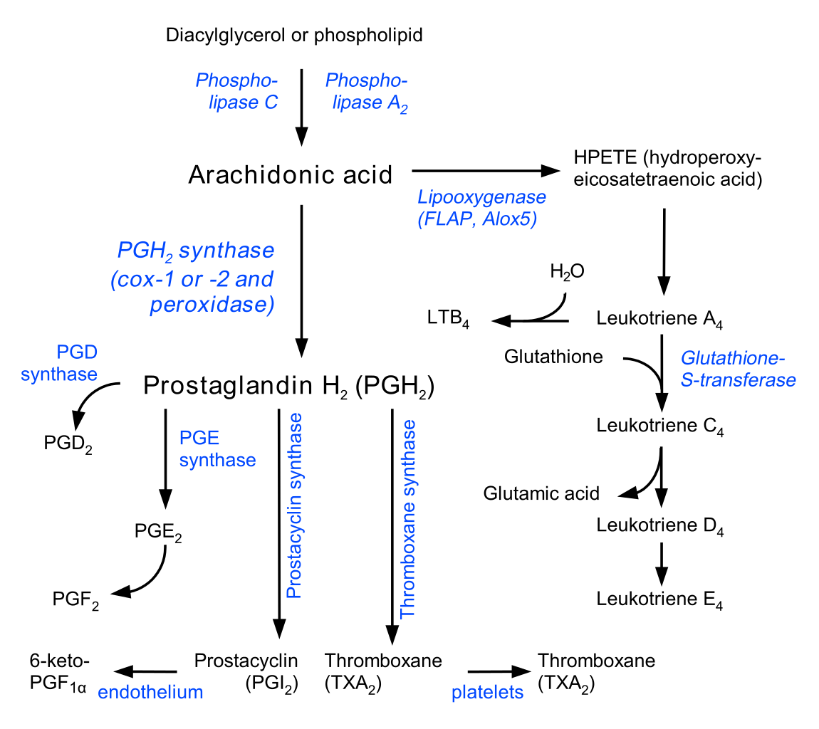 Cell Cycle