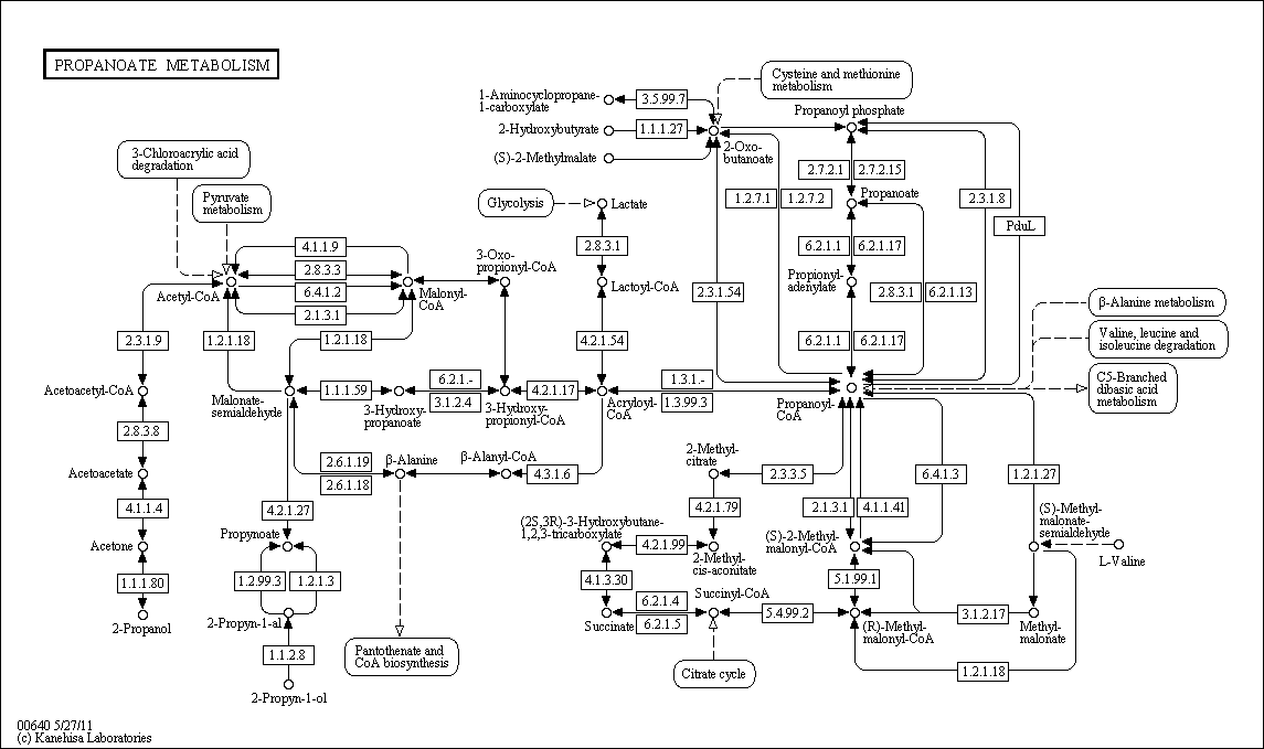 Cell Cycle