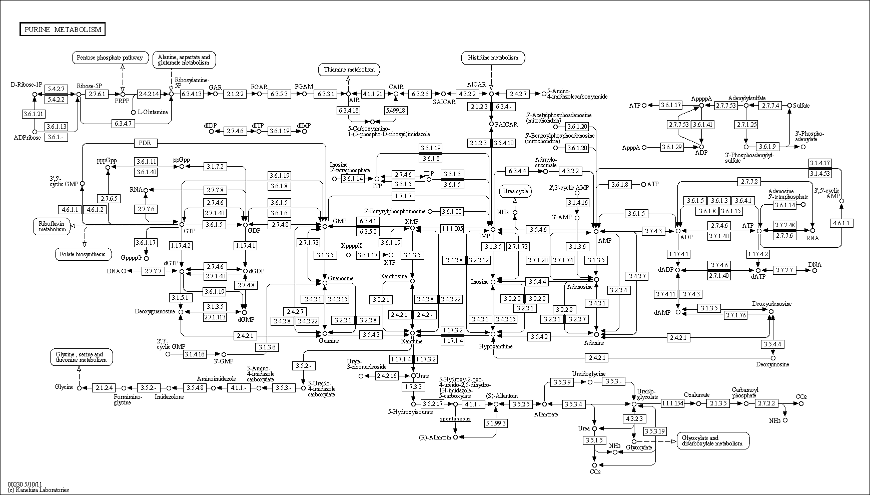 Cell Cycle