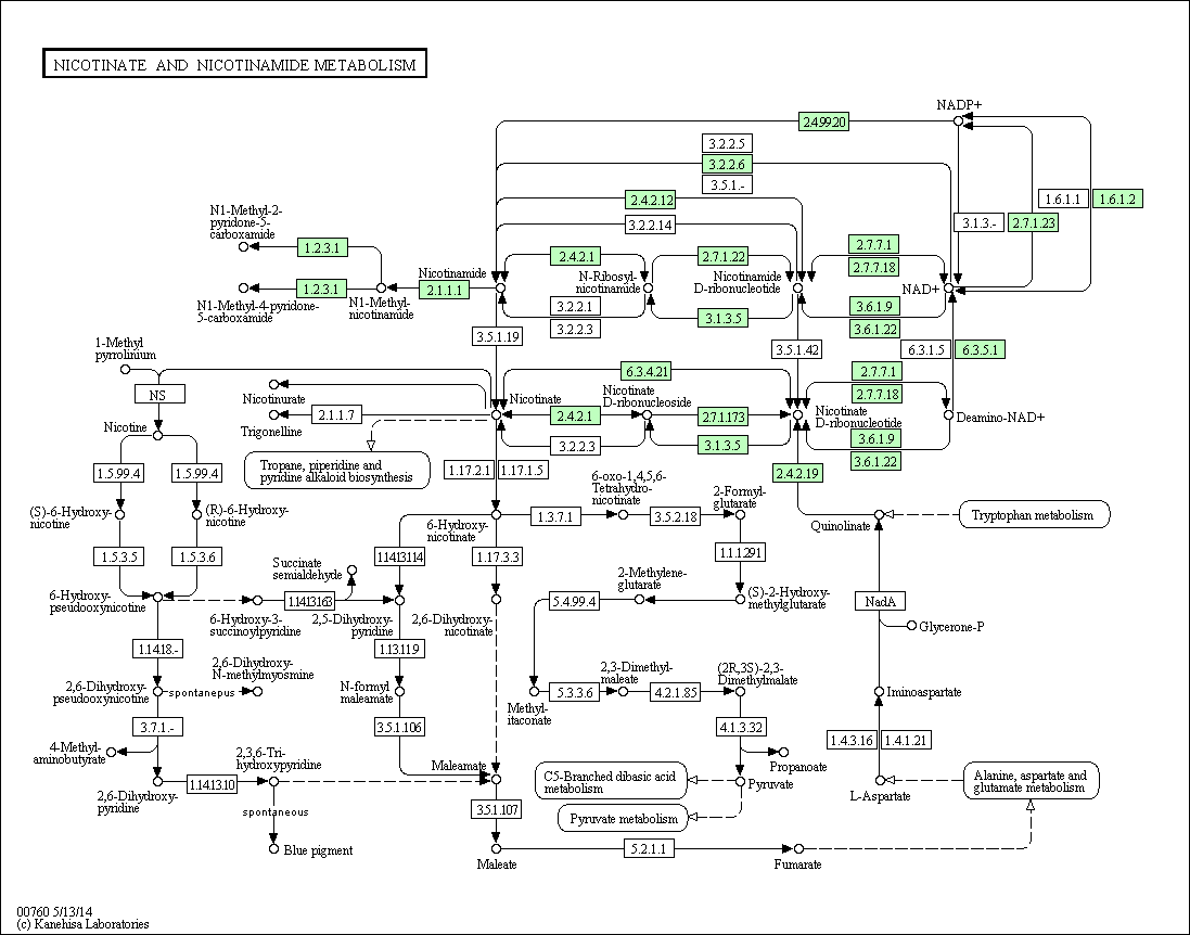 Cell Cycle