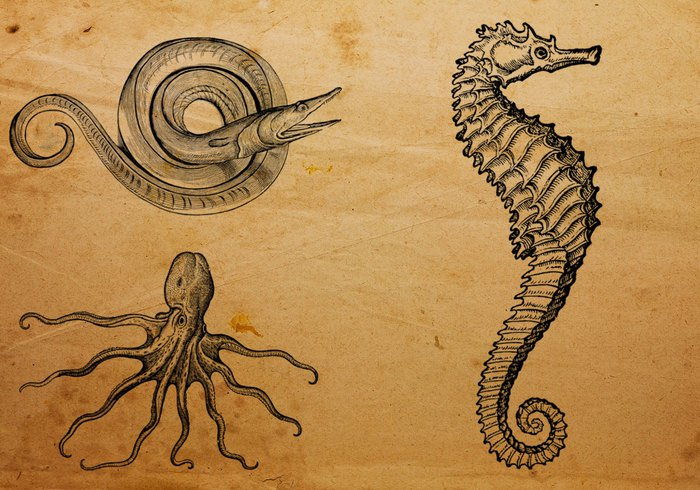 marine creatures