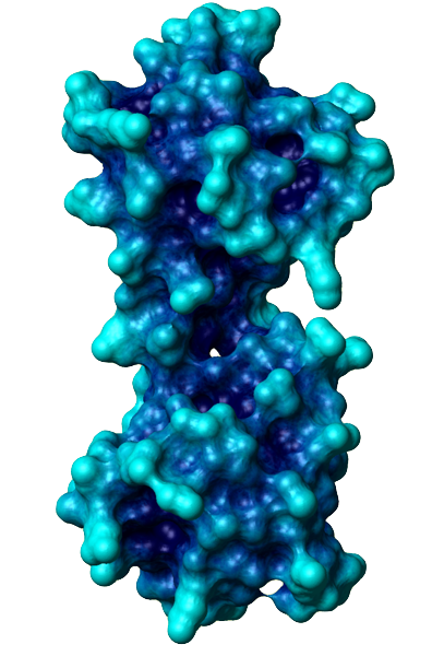 Calmodulin surface 1cfd