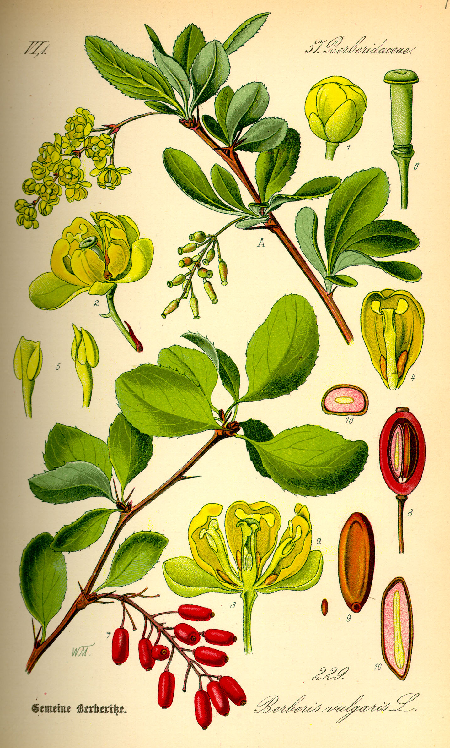 Berberis Vulgaris